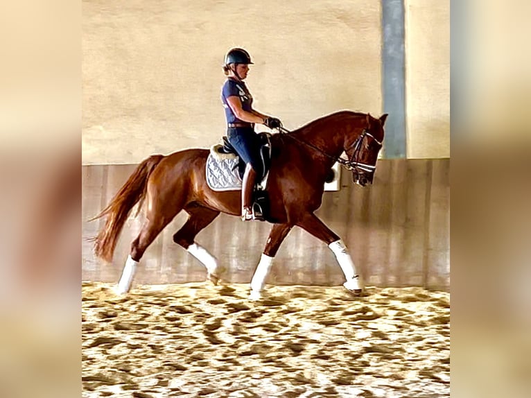 Caballo de deporte alemán Caballo castrado 7 años 175 cm Alazán-tostado in Eckental