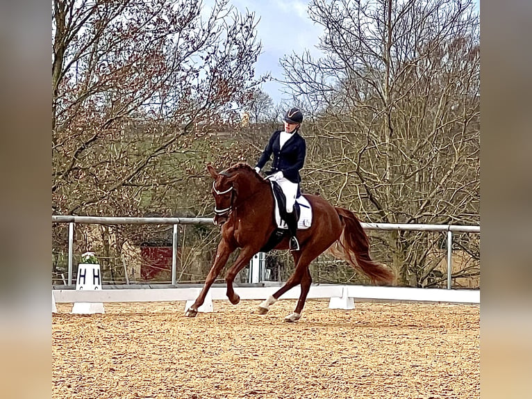 Caballo de deporte alemán Caballo castrado 7 años 175 cm Alazán-tostado in Eckental