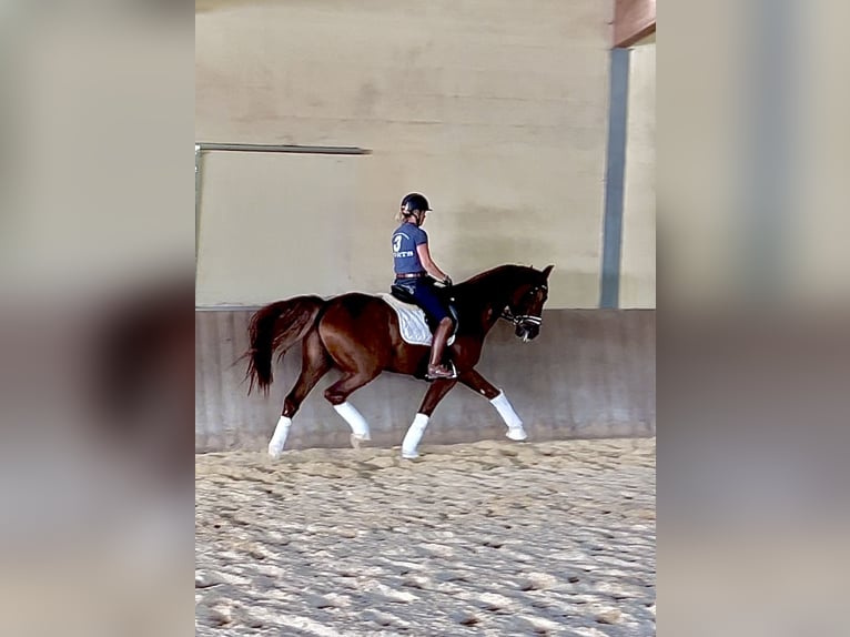 Caballo de deporte alemán Caballo castrado 7 años 175 cm Alazán-tostado in Eckental