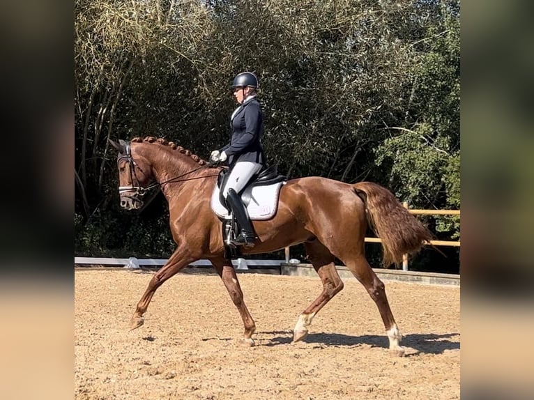 Caballo de deporte alemán Caballo castrado 7 años 175 cm Alazán-tostado in Eckental