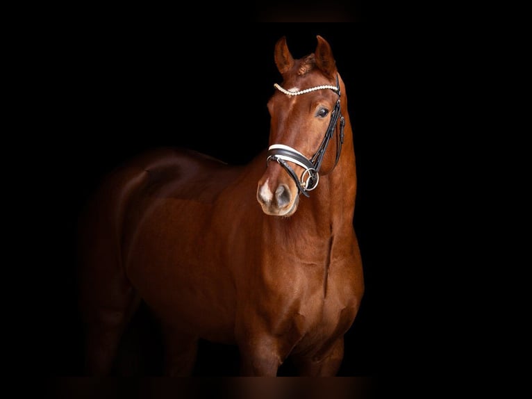 Caballo de deporte alemán Caballo castrado 7 años 175 cm Alazán-tostado in Eckental