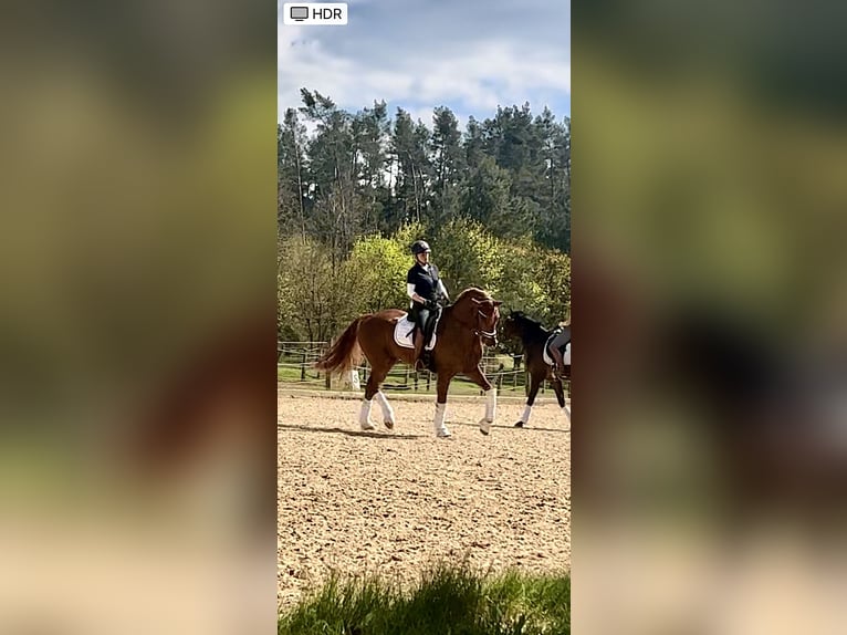 Caballo de deporte alemán Caballo castrado 7 años 175 cm Alazán-tostado in Eckental