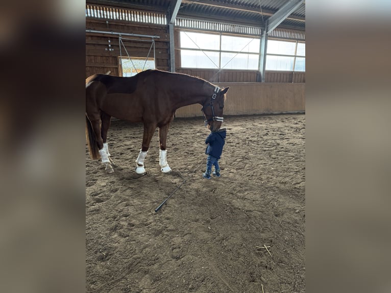 Caballo de deporte alemán Caballo castrado 7 años 175 cm Alazán-tostado in Eckental