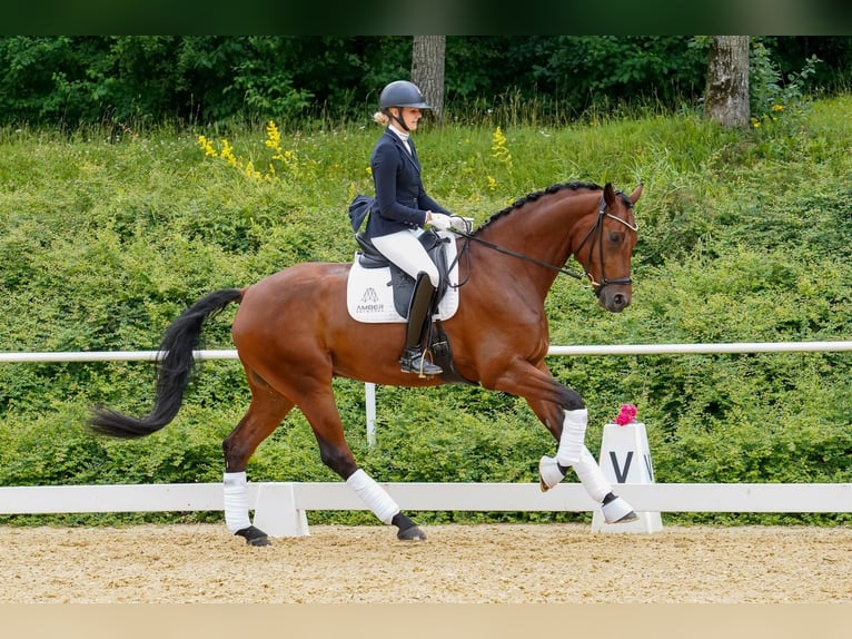 Caballo de deporte alemán Caballo castrado 7 años 175 cm Castaño in Bayrischzell