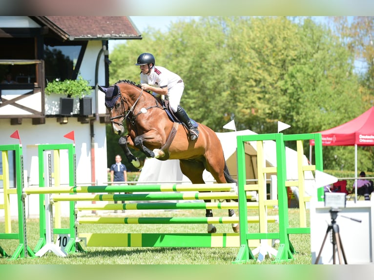 Caballo de deporte alemán Caballo castrado 7 años 175 cm Castaño in Herxheim bei Landau/Pfalz