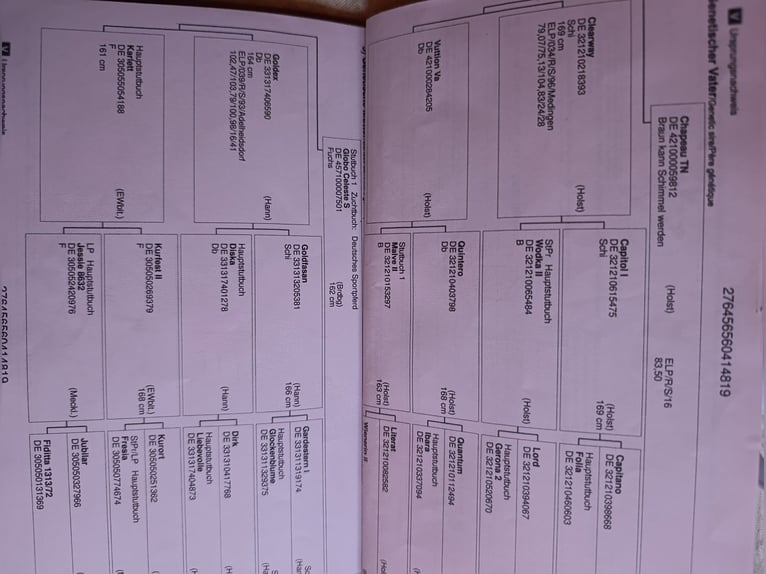 Caballo de deporte alemán Caballo castrado 7 años 175 cm Castaño in Quedlinburg