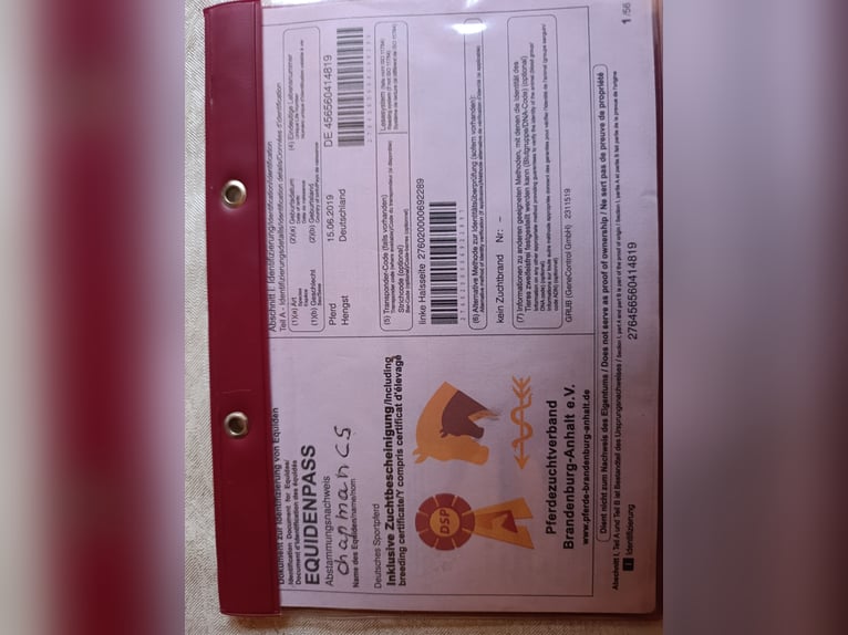 Caballo de deporte alemán Caballo castrado 7 años 175 cm Castaño in Quedlinburg