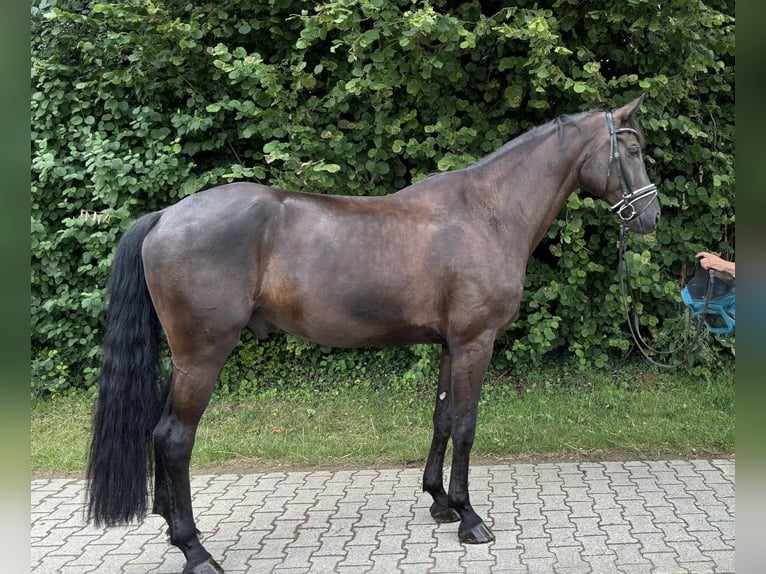 Caballo de deporte alemán Caballo castrado 7 años 175 cm Morcillo in Wiesbaden