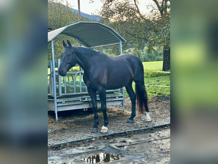 Caballo de deporte alemán Caballo castrado 7 años 175 cm Morcillo in Salzburg