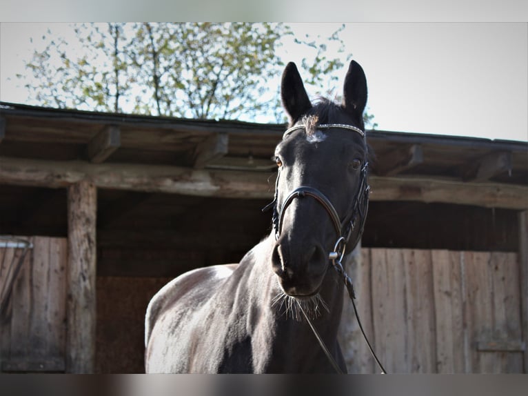 Caballo de deporte alemán Caballo castrado 7 años 175 cm Negro in Müglitztal