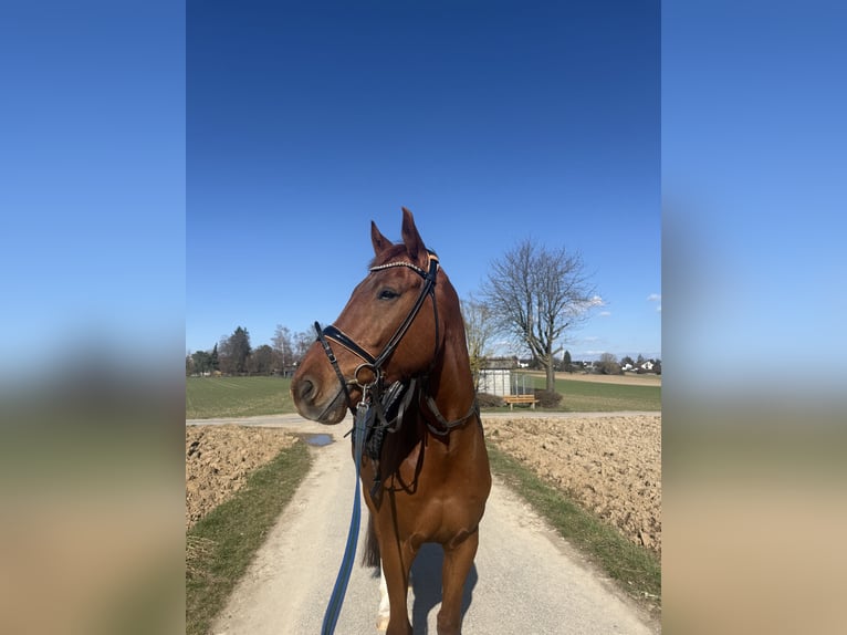 Caballo de deporte alemán Caballo castrado 7 años 176 cm Alazán in Ostfildern