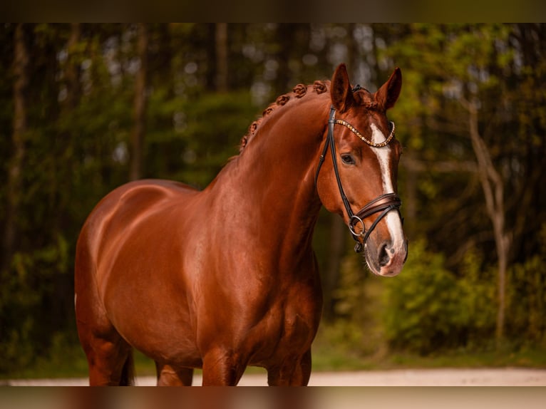 Caballo de deporte alemán Caballo castrado 7 años 176 cm Alazán-tostado in Wehringen