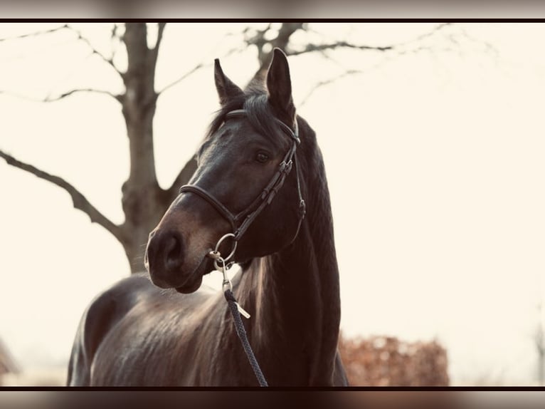 Caballo de deporte alemán Caballo castrado 7 años 179 cm Castaño oscuro in Haldenwang