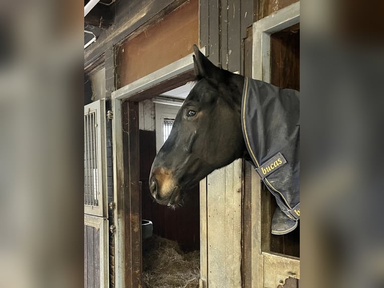 Caballo de deporte alemán Caballo castrado 7 años 180 cm Morcillo in Berlin