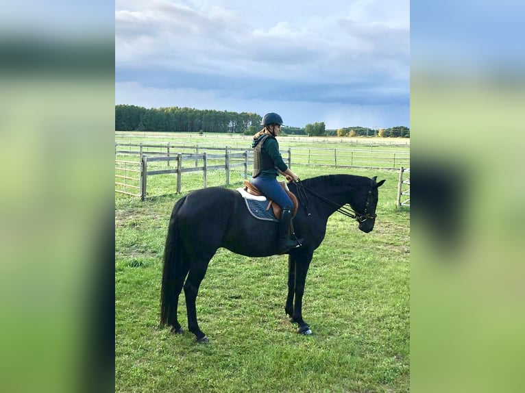 Caballo de deporte alemán Caballo castrado 7 años 180 cm Morcillo in Berlin