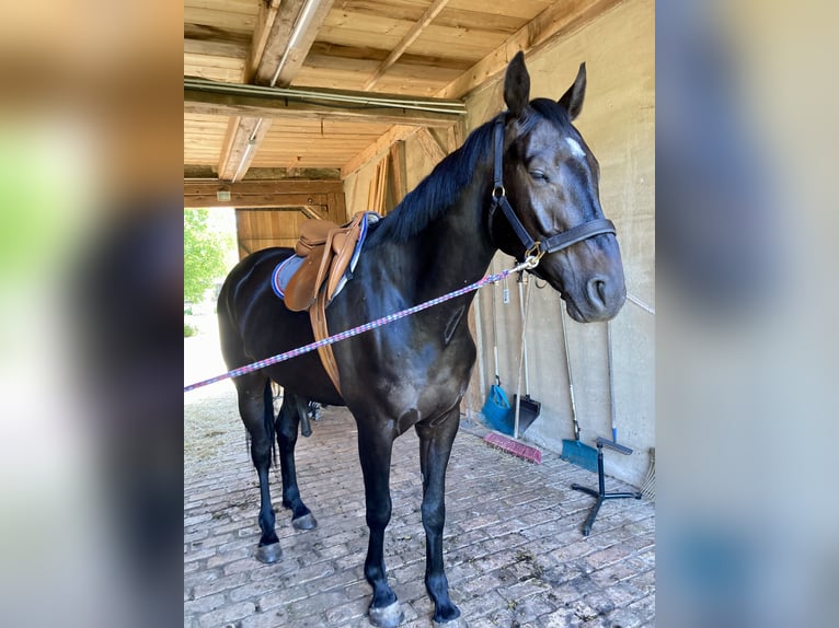 Caballo de deporte alemán Caballo castrado 7 años 180 cm Morcillo in Berlin