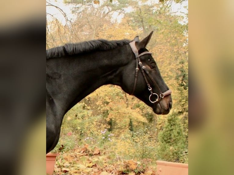 Caballo de deporte alemán Caballo castrado 7 años 180 cm Morcillo in Berlin