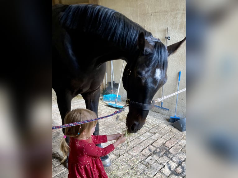 Caballo de deporte alemán Caballo castrado 7 años 180 cm Morcillo in Berlin