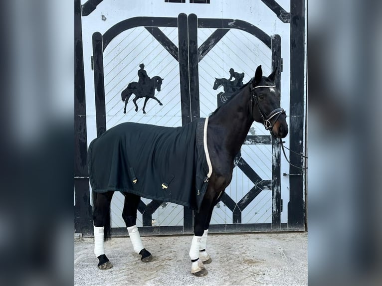 Caballo de deporte alemán Caballo castrado 7 años 180 cm Morcillo in Sperenberg