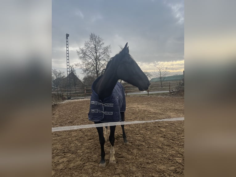 Caballo de deporte alemán Caballo castrado 7 años 180 cm Negro in Nieste