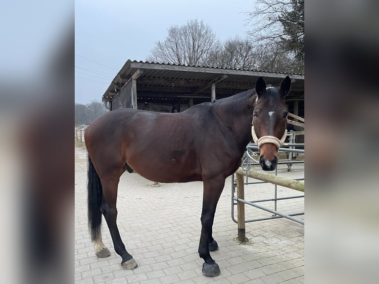 Caballo de deporte alemán Caballo castrado 7 años 182 cm Castaño in Schwabach