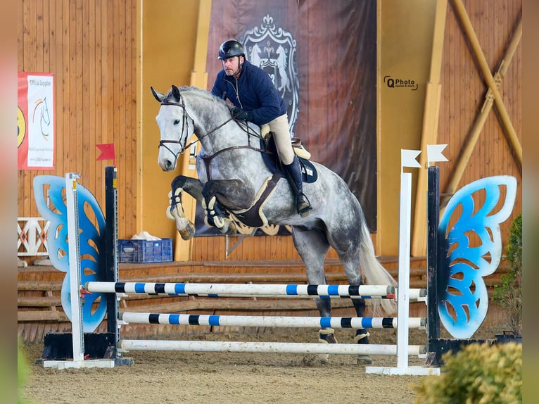 Caballo de deporte alemán Caballo castrado 7 años 183 cm in Peelbergen Caballo de deporte alemán Caballo castrado 7 años 183 cm in Peelbergen