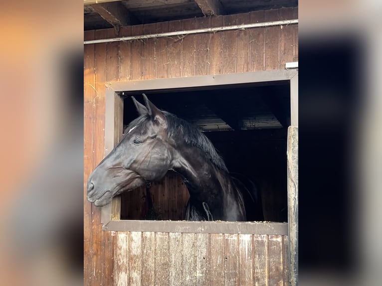Caballo de deporte alemán Caballo castrado 7 años 187 cm Morcillo in Schermbeck