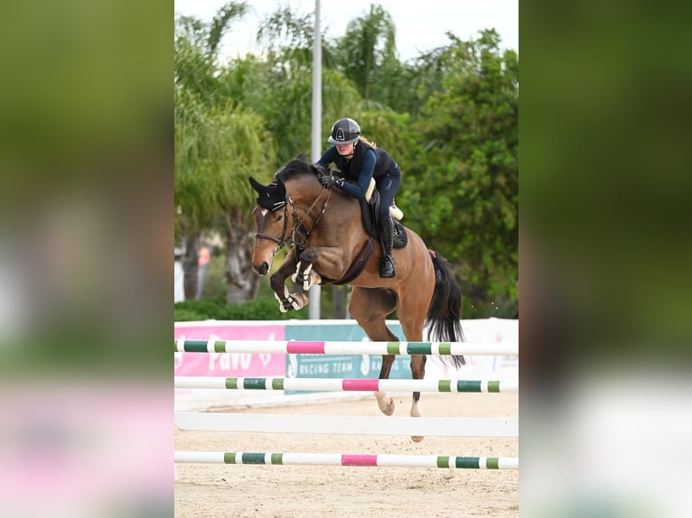Caballo de deporte alemán Caballo castrado 7 años Castaño in Schlatt
