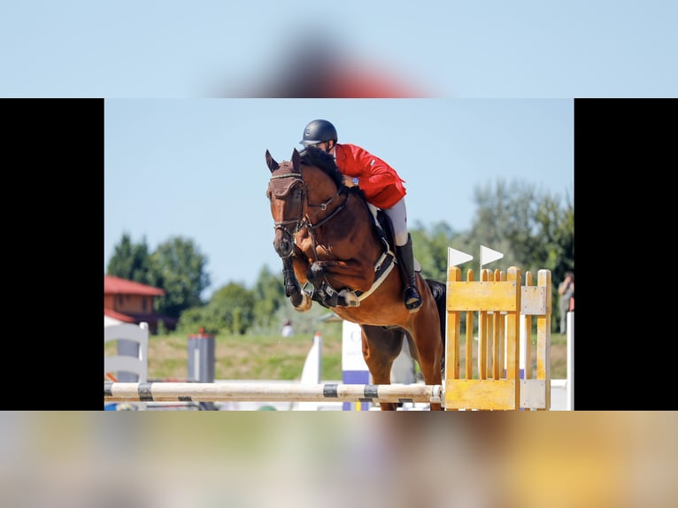Caballo de deporte alemán Caballo castrado 7 años Castaño rojizo in Etyek