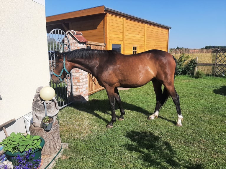 Caballo de deporte alemán Caballo castrado 8 años 156 cm Castaño oscuro in Radebeul