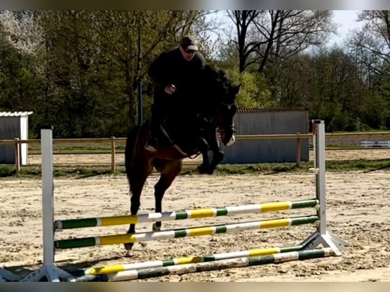 Caballo de deporte alemán Caballo castrado 8 años 164 cm Castaño in Drensteinfurt