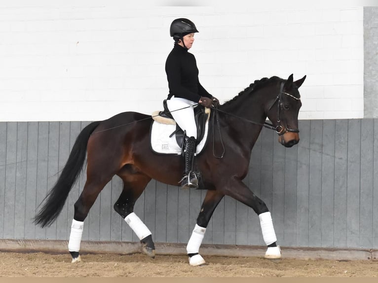 Caballo de deporte alemán Caballo castrado 8 años 164 cm Castaño oscuro in Tiddische