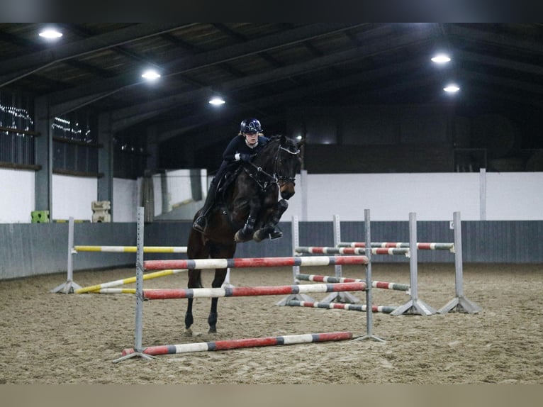 Caballo de deporte alemán Caballo castrado 8 años 164 cm Castaño oscuro in Tiddische