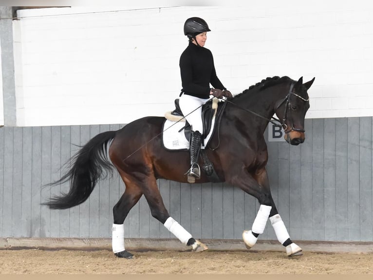 Caballo de deporte alemán Caballo castrado 8 años 164 cm Castaño oscuro in Tiddische