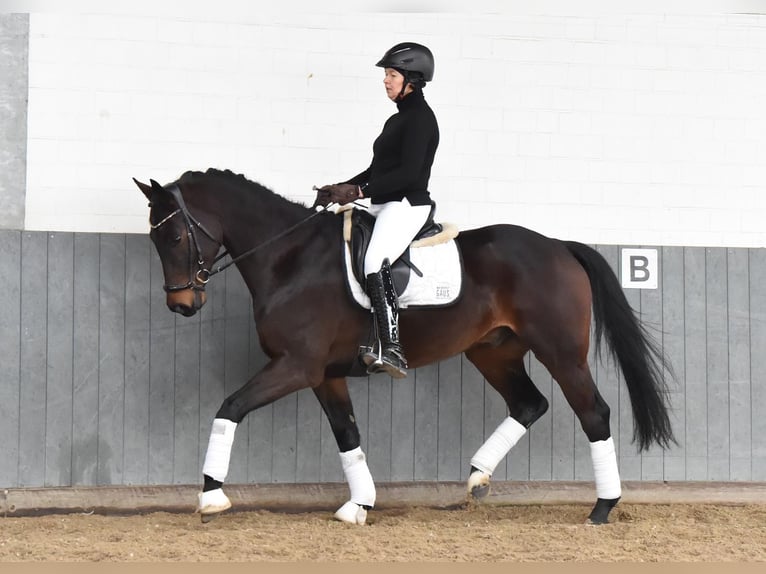 Caballo de deporte alemán Caballo castrado 8 años 164 cm Castaño oscuro in Tiddische