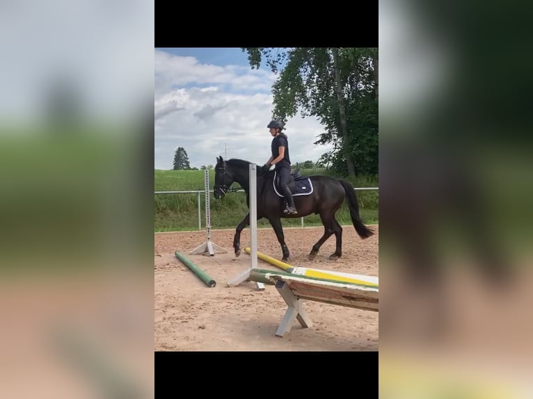 Caballo de deporte alemán Caballo castrado 8 años 164 cm Morcillo in Meckenbeuren