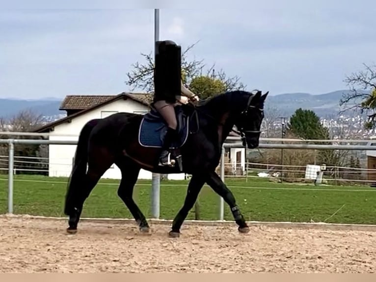 Caballo de deporte alemán Caballo castrado 8 años 164 cm Morcillo in Meckenbeuren