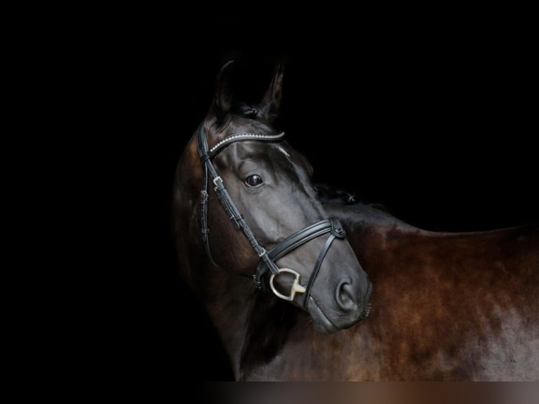 Caballo de deporte alemán Caballo castrado 8 años 164 cm Morcillo in Ravensburg