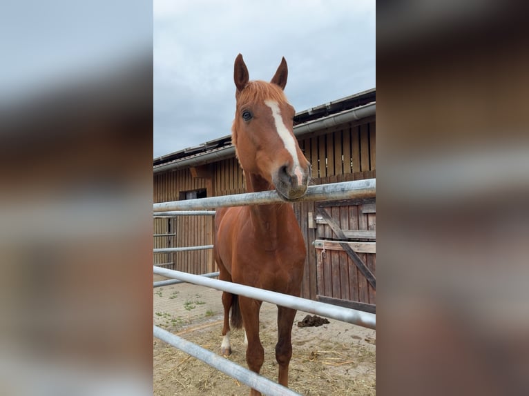 Caballo de deporte alemán Caballo castrado 8 años 165 cm Alazán in Kassel