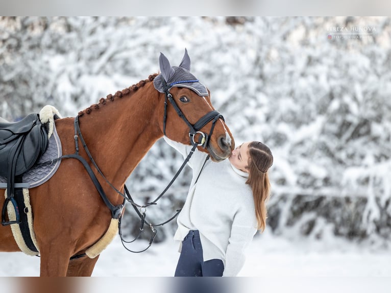 Caballo de deporte alemán Caballo castrado 8 años 165 cm Alazán-tostado in Mladá Boleslav