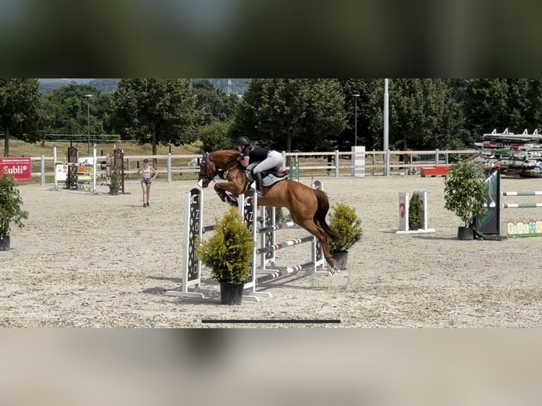 Caballo de deporte alemán Caballo castrado 8 años 165 cm Alazán-tostado in Mladá Boleslav