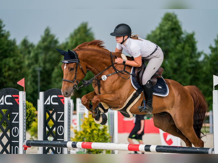 Caballo de deporte alemán Caballo castrado 8 años 165 cm Alazán-tostado in Mladá Boleslav