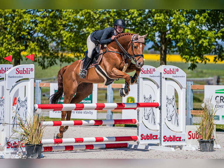 Caballo de deporte alemán Caballo castrado 8 años 165 cm Alazán-tostado in Mladá Boleslav