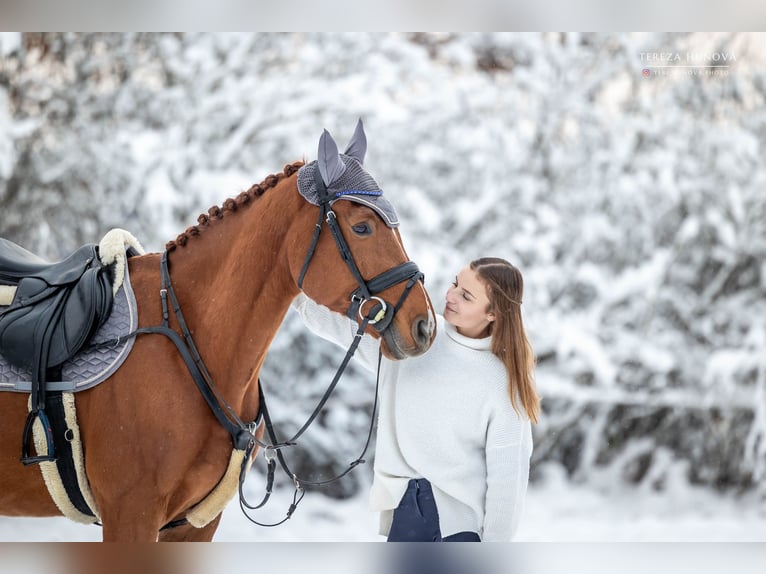 Caballo de deporte alemán Caballo castrado 8 años 165 cm Alazán-tostado in Mladá Boleslav