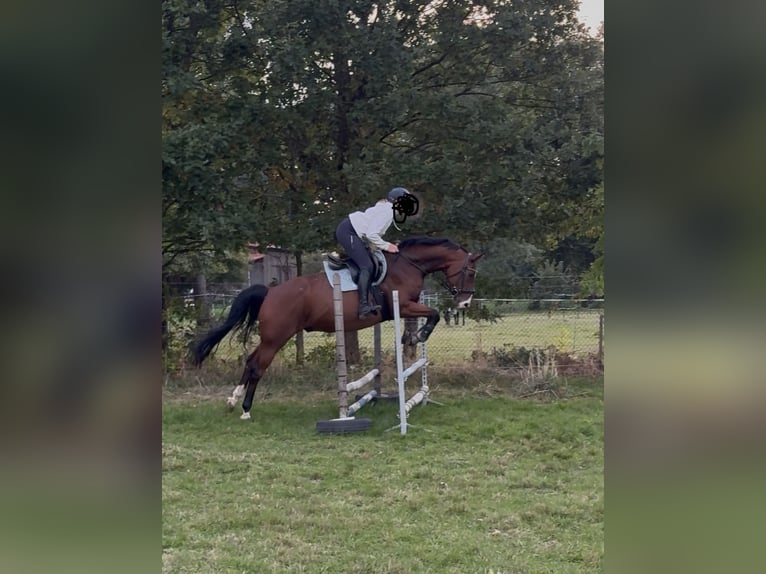Caballo de deporte alemán Caballo castrado 8 años 165 cm Castaño in Clenze