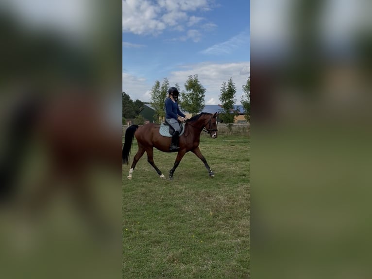 Caballo de deporte alemán Caballo castrado 8 años 165 cm Castaño in Clenze