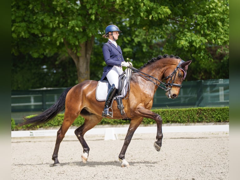 Caballo de deporte alemán Caballo castrado 8 años 165 cm Castaño in Duka