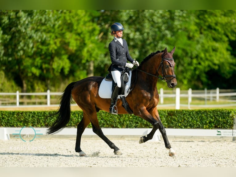 Caballo de deporte alemán Caballo castrado 8 años 165 cm Castaño in Duka