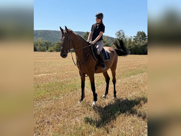 Caballo de deporte alemán Caballo castrado 8 años 165 cm Castaño in Coburg