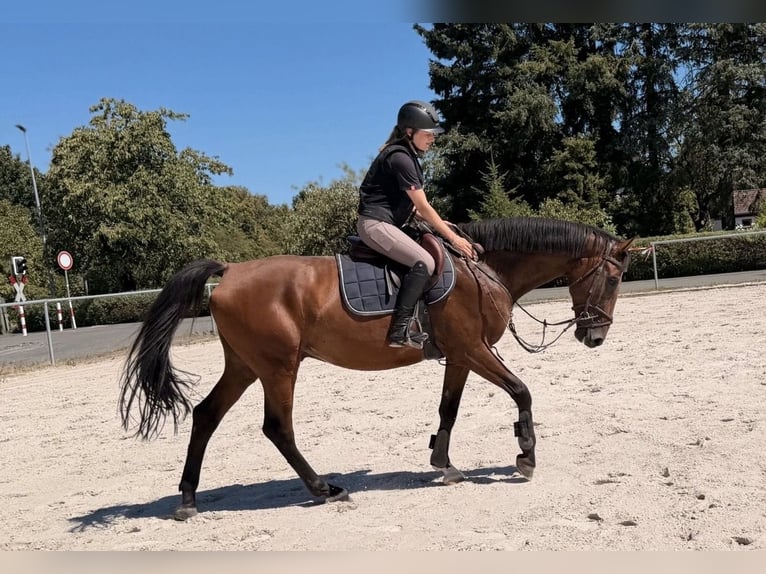 Caballo de deporte alemán Caballo castrado 8 años 165 cm Castaño in Coburg